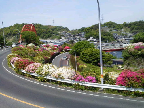 音戸大橋（ツツジ）