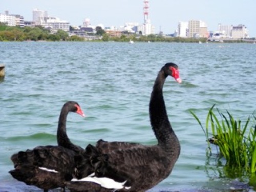 黒鳥と千波湖の流れ2.jpg