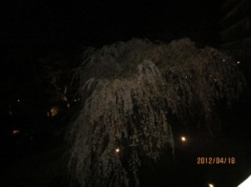 IMG_2092夜桜.jpg