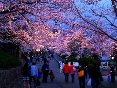神戸の桜の木.jpg