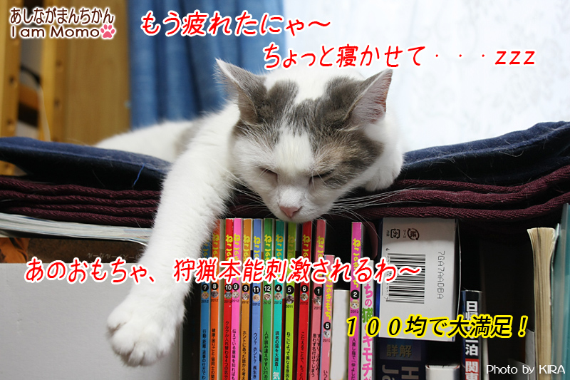 猫のおもちゃ １００均アイテムがお気に入り 朝はおもちゃを探すのが日課 猫写真ブログ Memorial Melody メモリアルメロディー Kiraのフォトブログ 楽天ブログ