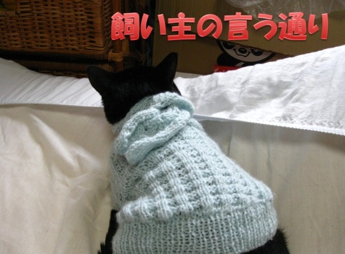 猫のセーター17.jpg