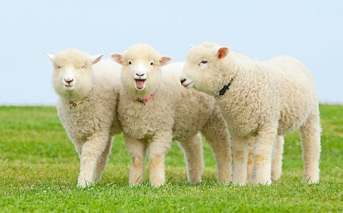 pic_sheep_02.jpg