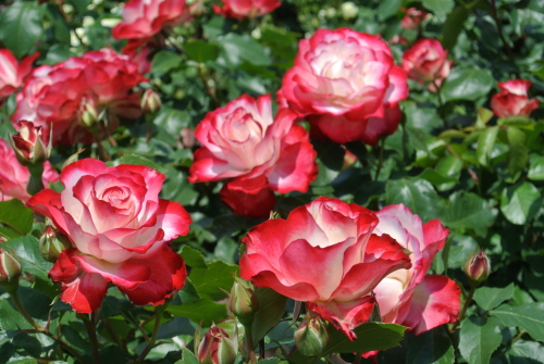 DSC_4240.JPG