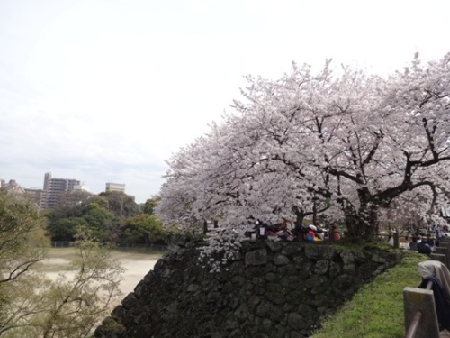 4.2016年 桜 福岡城 (17).JPG