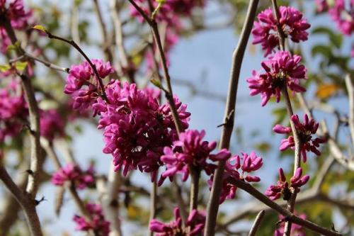 20150404 ハナズオウ2.jpg