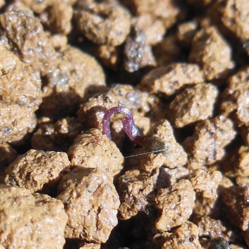 4-2(35日目) (3).JPG