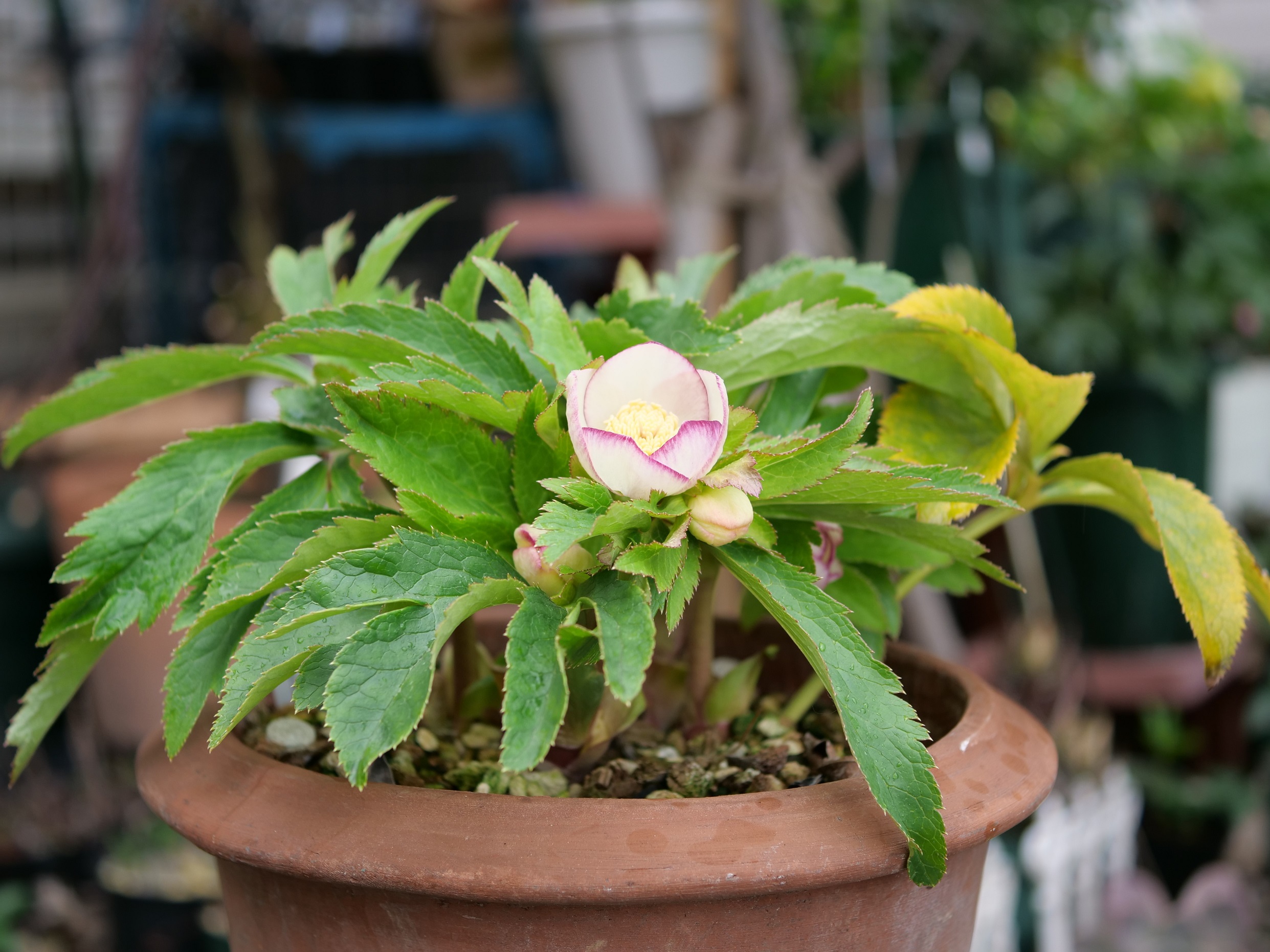 15th FOUJITA 開花！ | 植物男子ツボニワー - 楽天ブログ