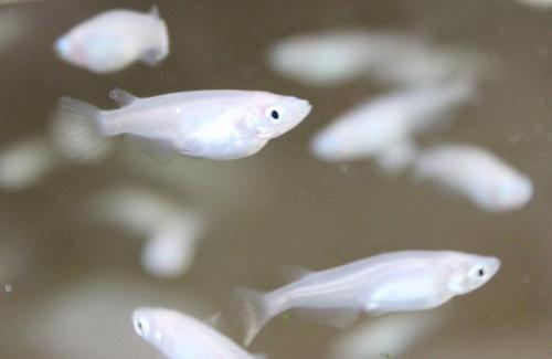 20150503 白メダカ2.jpg