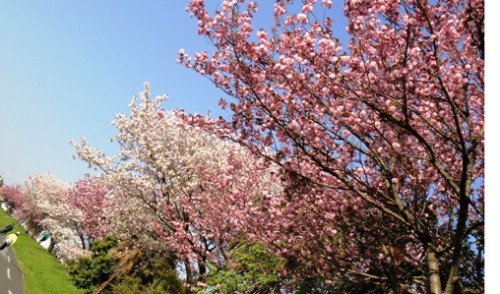 八重桜-10.jpg