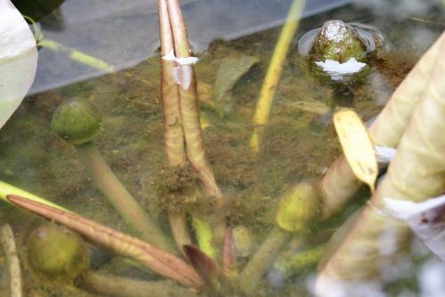 20160424 睡蓮2.jpg