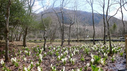 箱根湿性花園01.JPG