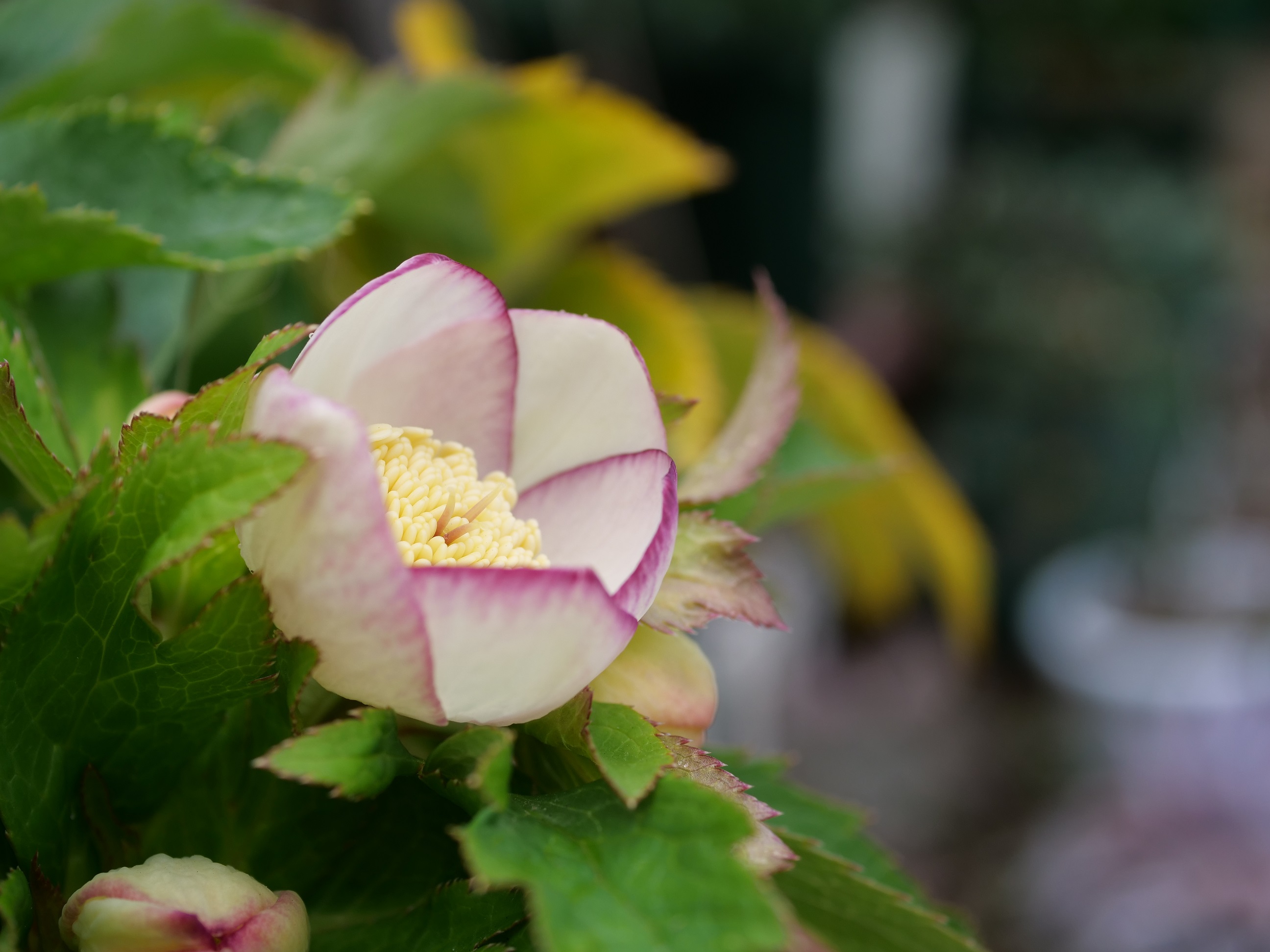 15th FOUJITA 開花! | 植物男子ツボニワー - 楽天ブログ 15th FOUJITA 開花! | 植物男子ツボニワー - 楽天ブログ