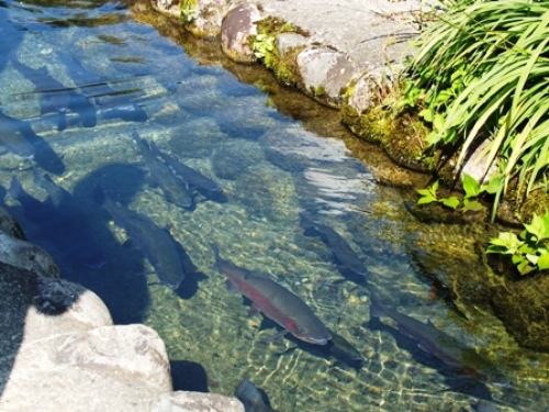 DSCF1089.JPG