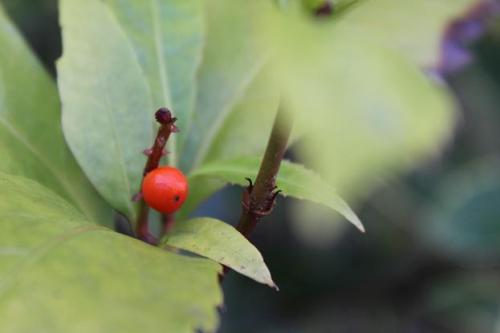 20150118 センリョウ2.jpg