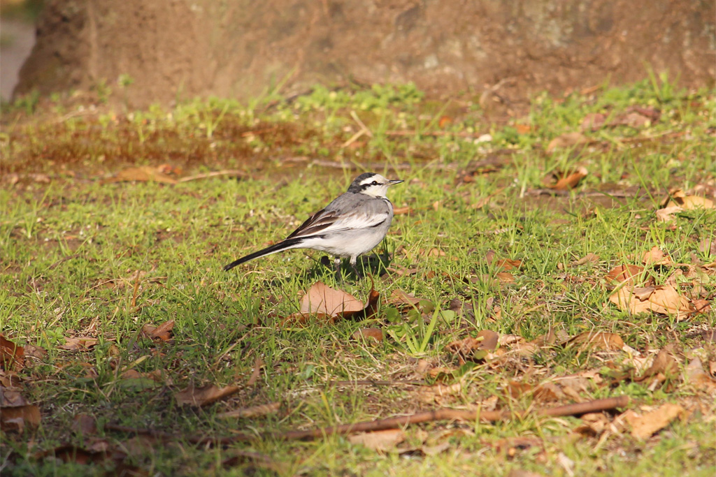 ハクセキレイ（東京港野鳥公園）