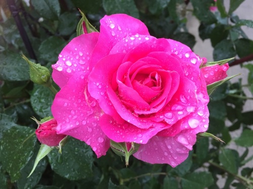 2016-05-03 16.37.59 - コピー.jpg