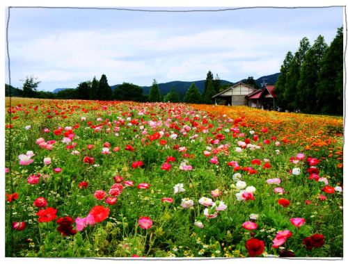 メナード青山リゾート　ラベンダー　ハーブガーデン