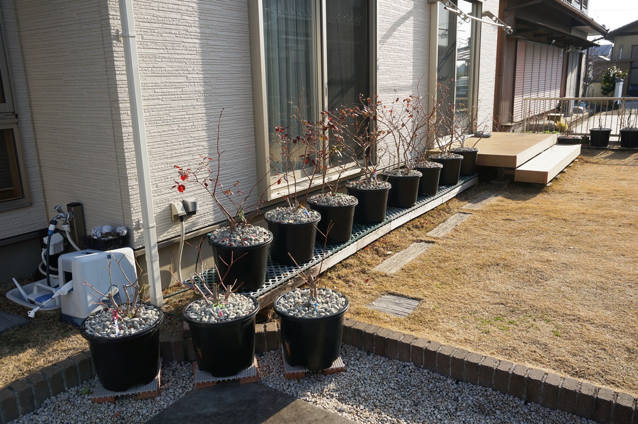 21年度ブルーベリーの冬剪定と植え替え ゆずちゃんの庭 楽天ブログ