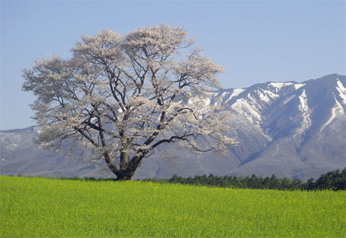 一本桜8.jpg