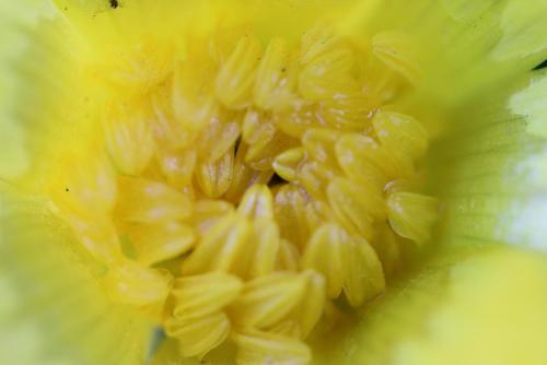 20170219 ヒメリュウキンカ 2.jpg