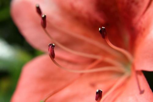 20160515 サツキ.jpg