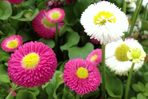 130418_花1.JPG