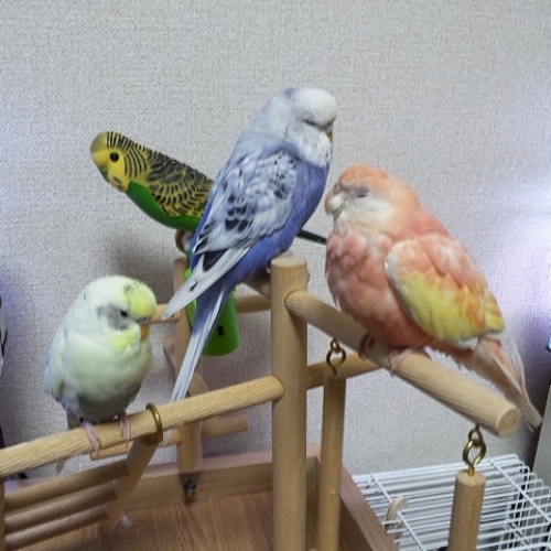 気になるアキクサインコ セキセイインコの気になる 楽天ブログ 気になるアキクサインコ セキセイインコの気になる 楽天ブログ