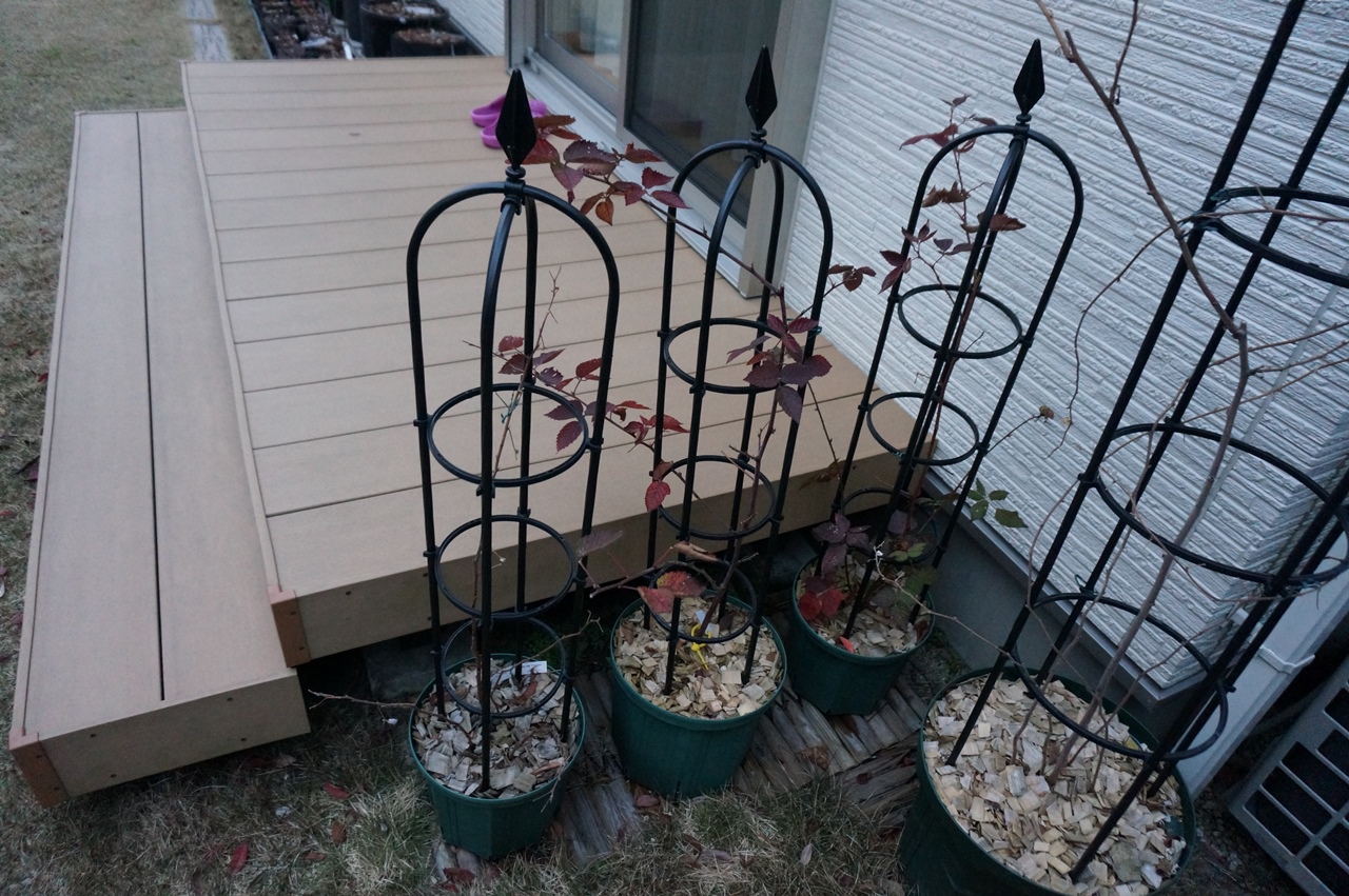 18年度ラズベリーの鉢増しとブルーベリーの冬剪定開始 ゆずちゃんの庭 楽天ブログ