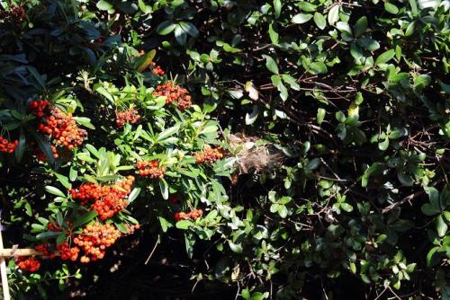 20151103 ピラカンサ2.jpg