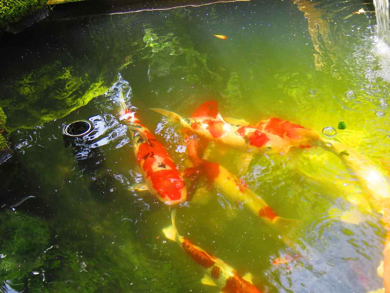 水よ 輝け 第１池 第２池 第３池水換え 人が好き ちちおにん 楽天ブログ