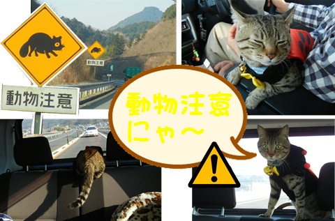 動物注意 道路標識 あずきちゃん 猫 のお散歩ブログ 楽天ブログ