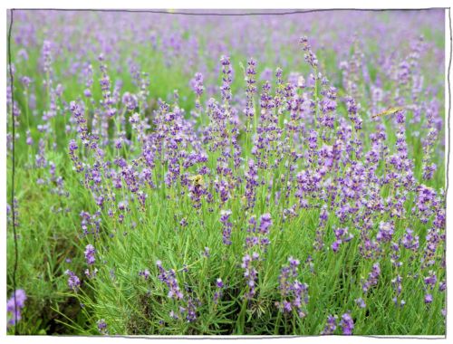 メナード青山リゾート　ラベンダー　ハーブガーデン