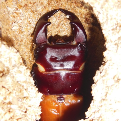 hB4Cβ-02-02 (2).JPG