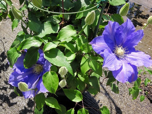 2016-04-19 13.50.41.jpg