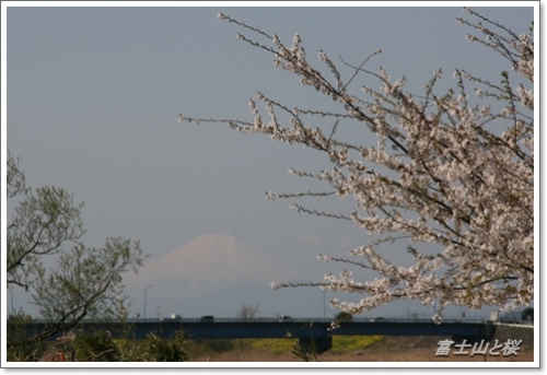 富士山と桜 (2).JPG