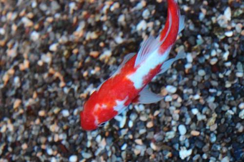 20160403 桜朱文金3.jpg