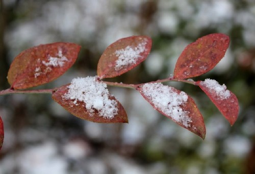 ブルーベリーの紅葉と雪 13.12.19.jpg