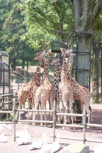 多摩動物公園2.jpg