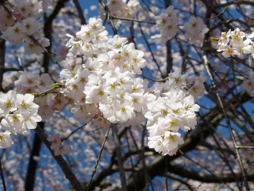 下野市_天平の丘公園_薄墨桜_12.jpg