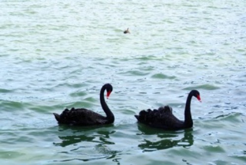 黒鳥と千波湖の流れ1.jpg