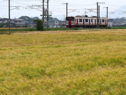 ﾑｷﾞIMG_4241.JPG