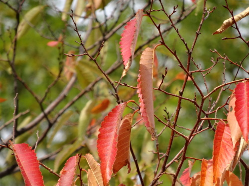 20131109-2.JPG