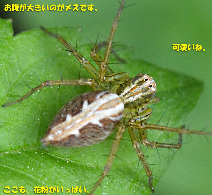 苦手な人は閲覧注意 ハチとクモの画像あり Kororin日記 楽天ブログ 苦手な人は閲覧注意 ハチとクモの画像あり Kororin日記 楽天ブログ