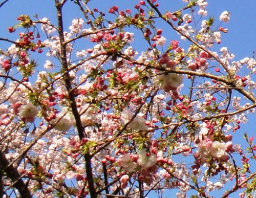 八重桜1.jpg