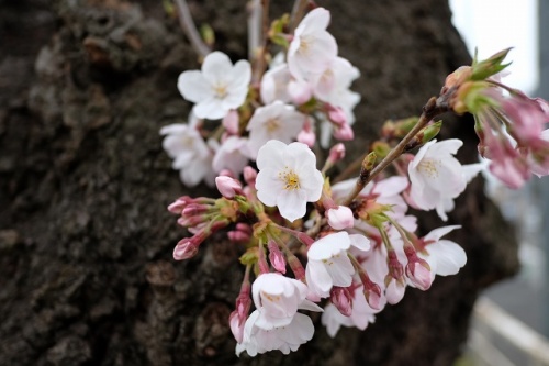 CHERRY BLOSSOM 5.Apr.2017 NISSHIN PARK .jpg.jpg