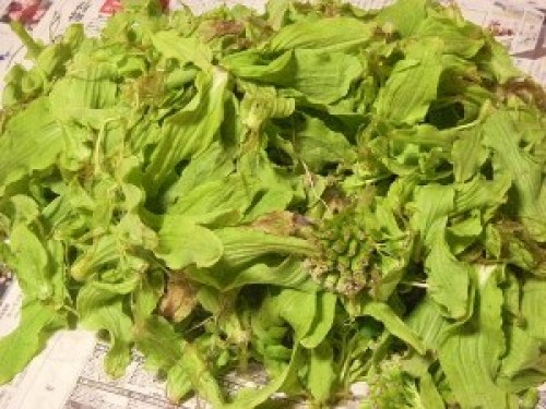 DSCN7184 (300x225).jpg