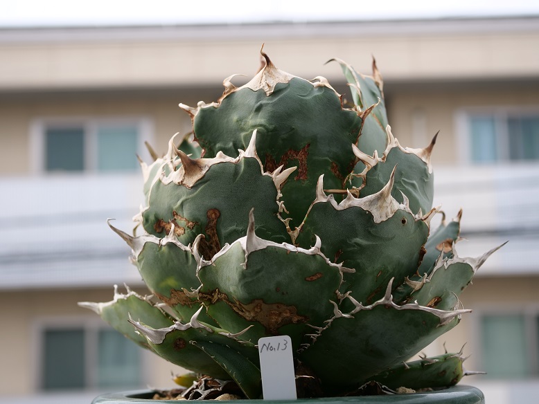 にっくきアザミウマ アガベ | 植物男子ツボニワー - 楽天ブログ