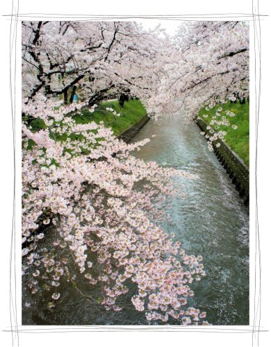 岩倉桜まつり　五条川