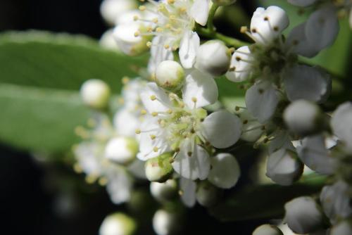 20160505 トキワサンザシ2.jpg